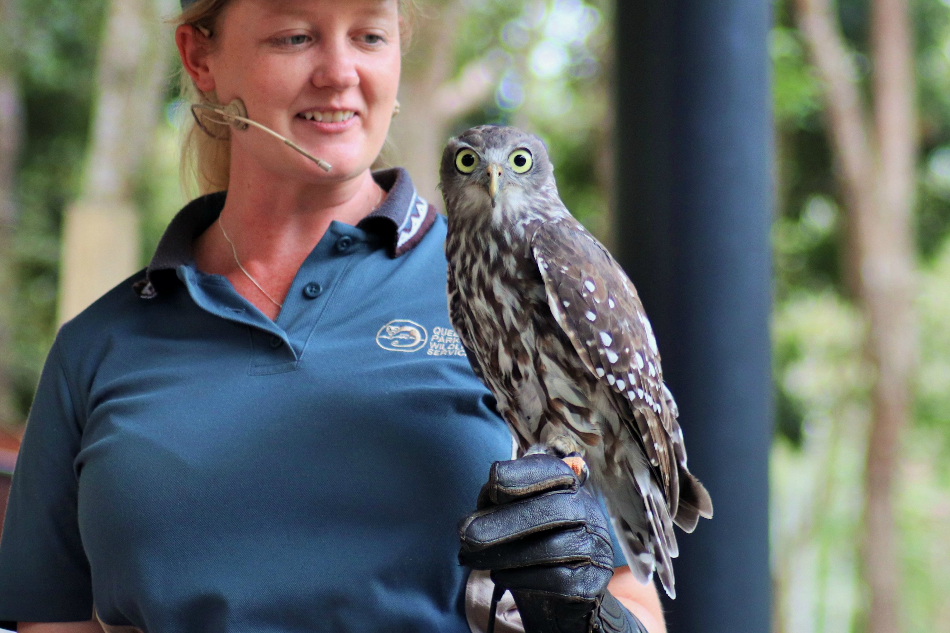 Barking Owl (Ninox connivens)