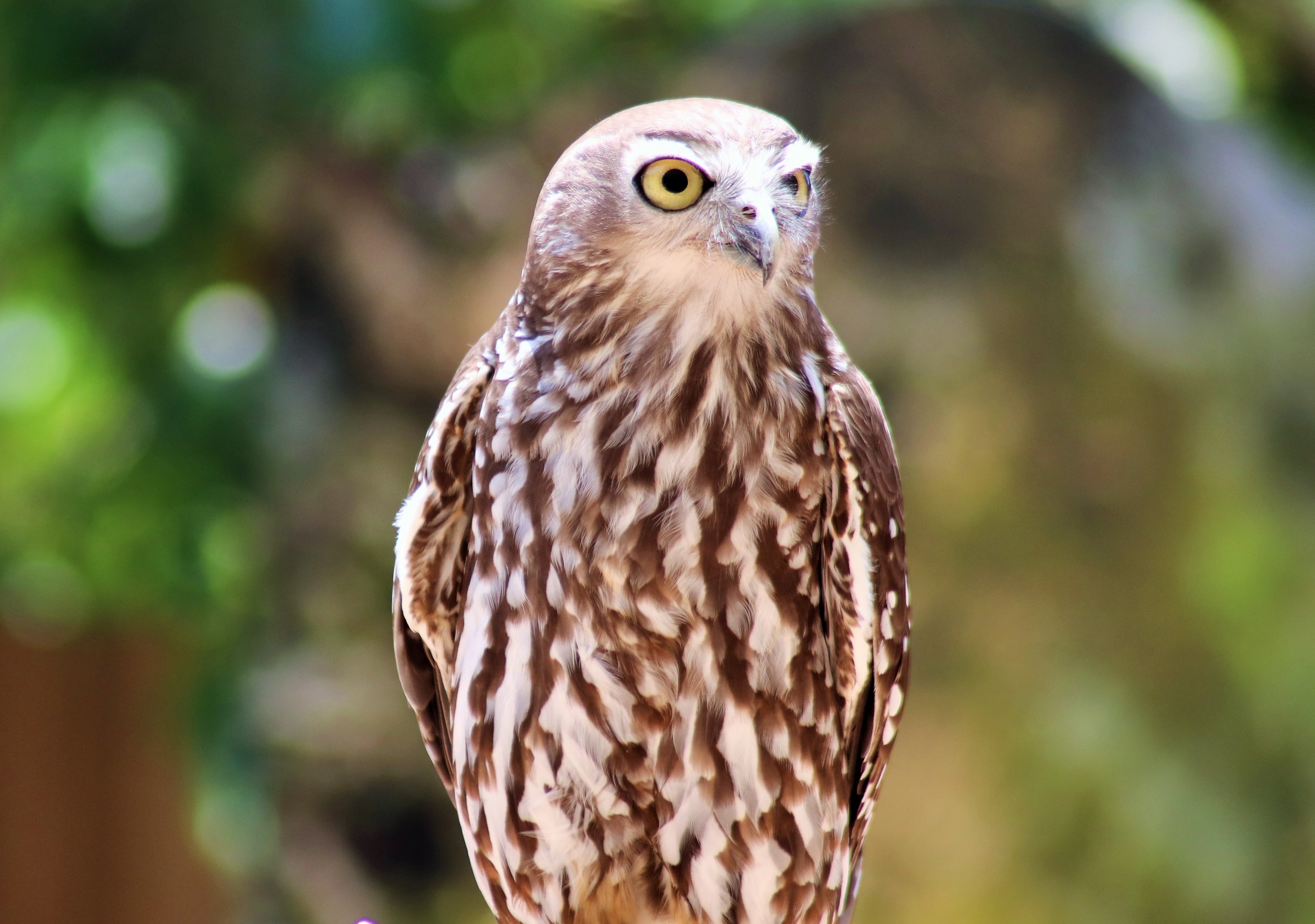 Barking  Owl (Ninox connivens)