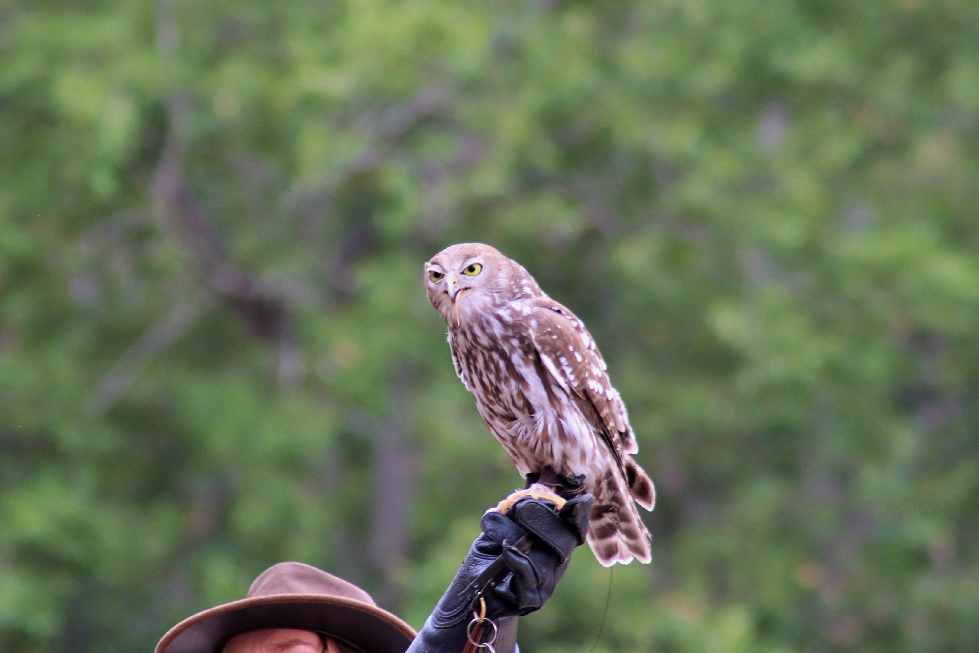 Barking Owl (Ninox connivens)