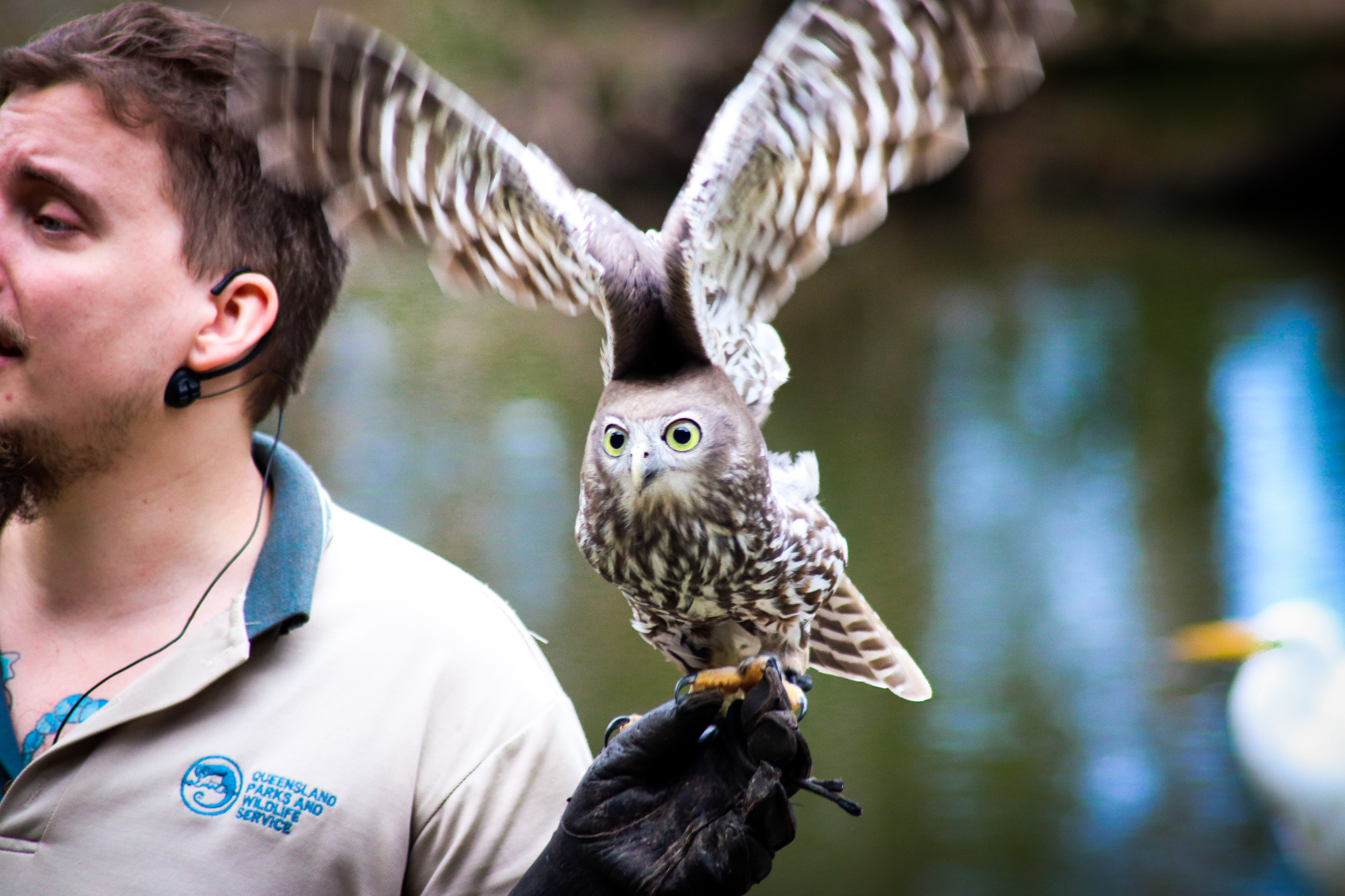 Barking Owl (Ninox connivens)