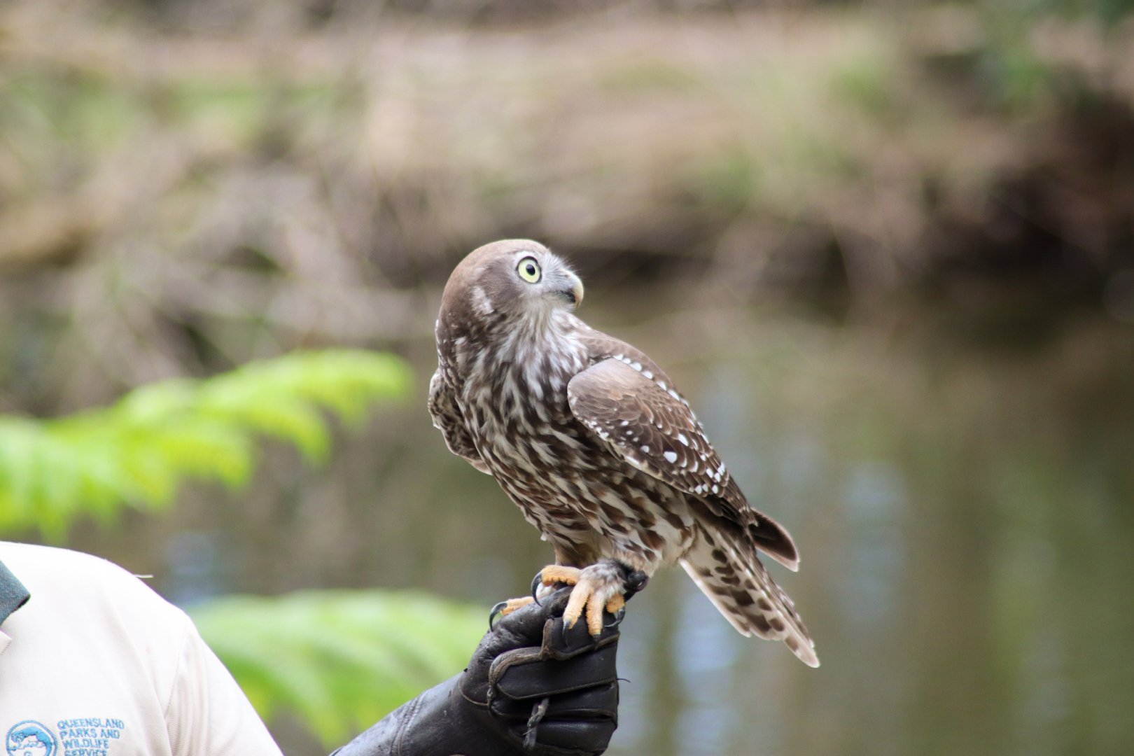 Barking Owl (Ninox connivens)