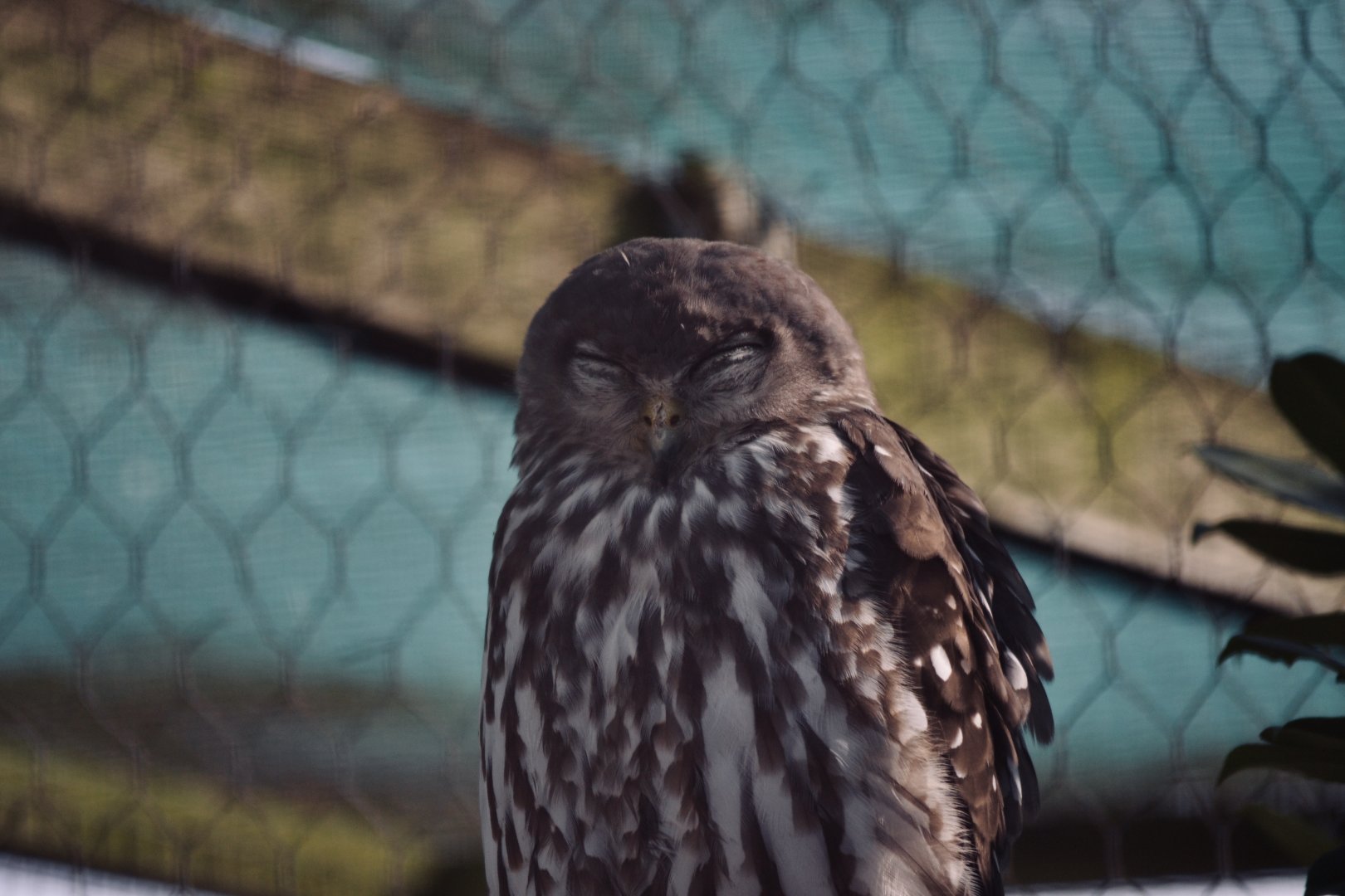 Barking Owl - September 2020