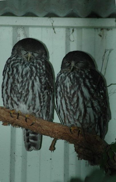 Barking Owl