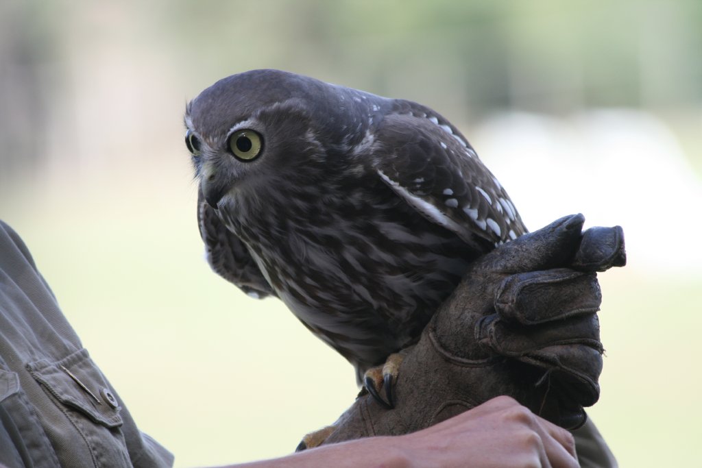 Barking owl