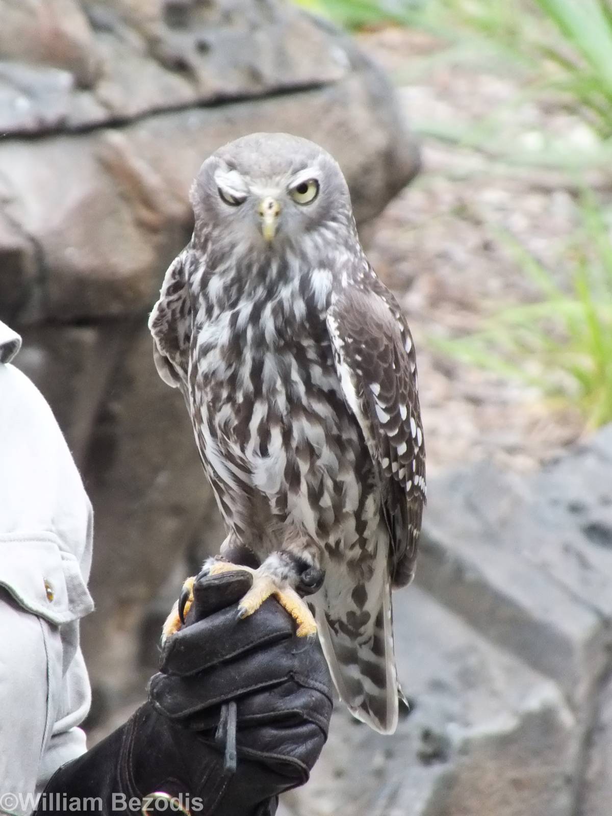 Barking Owl