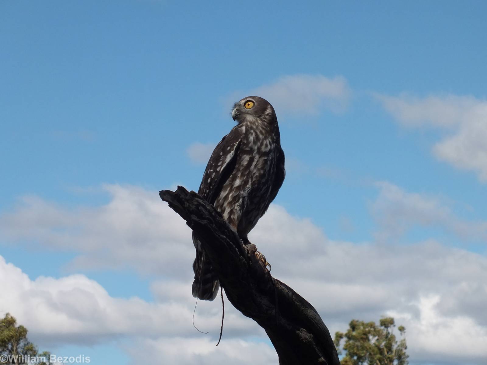 Barking Owl