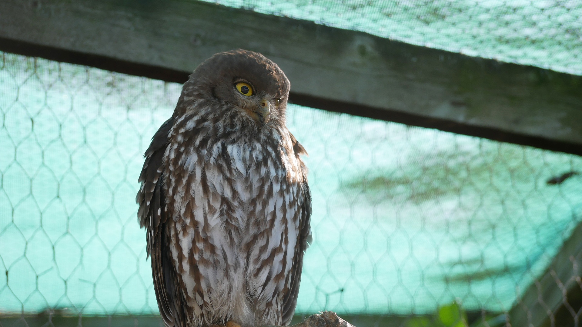 Barking Owl