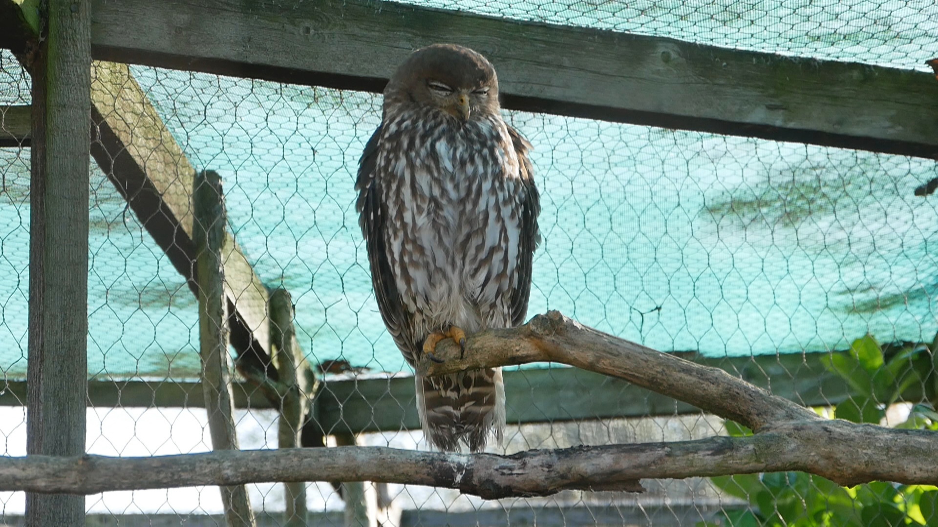 Barking Owl