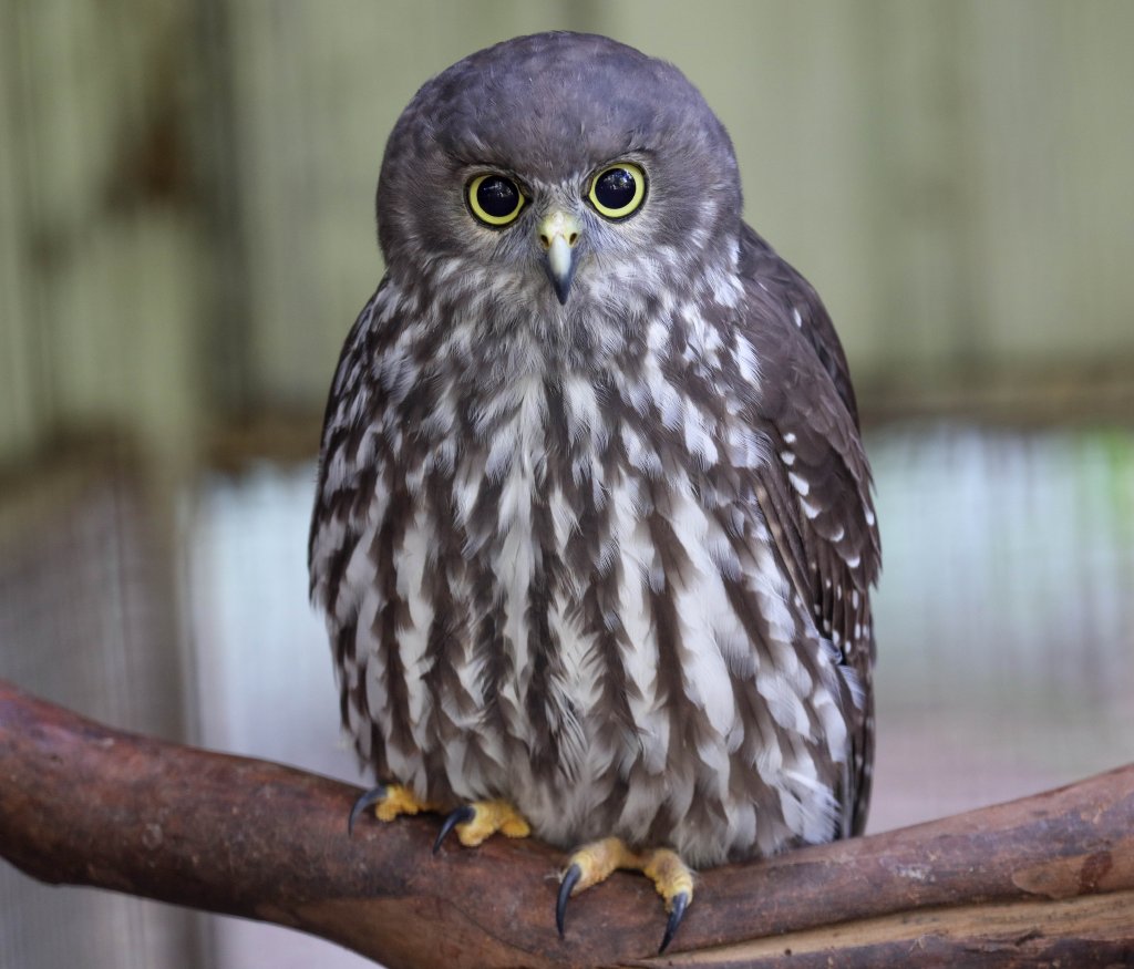 Barking Owl