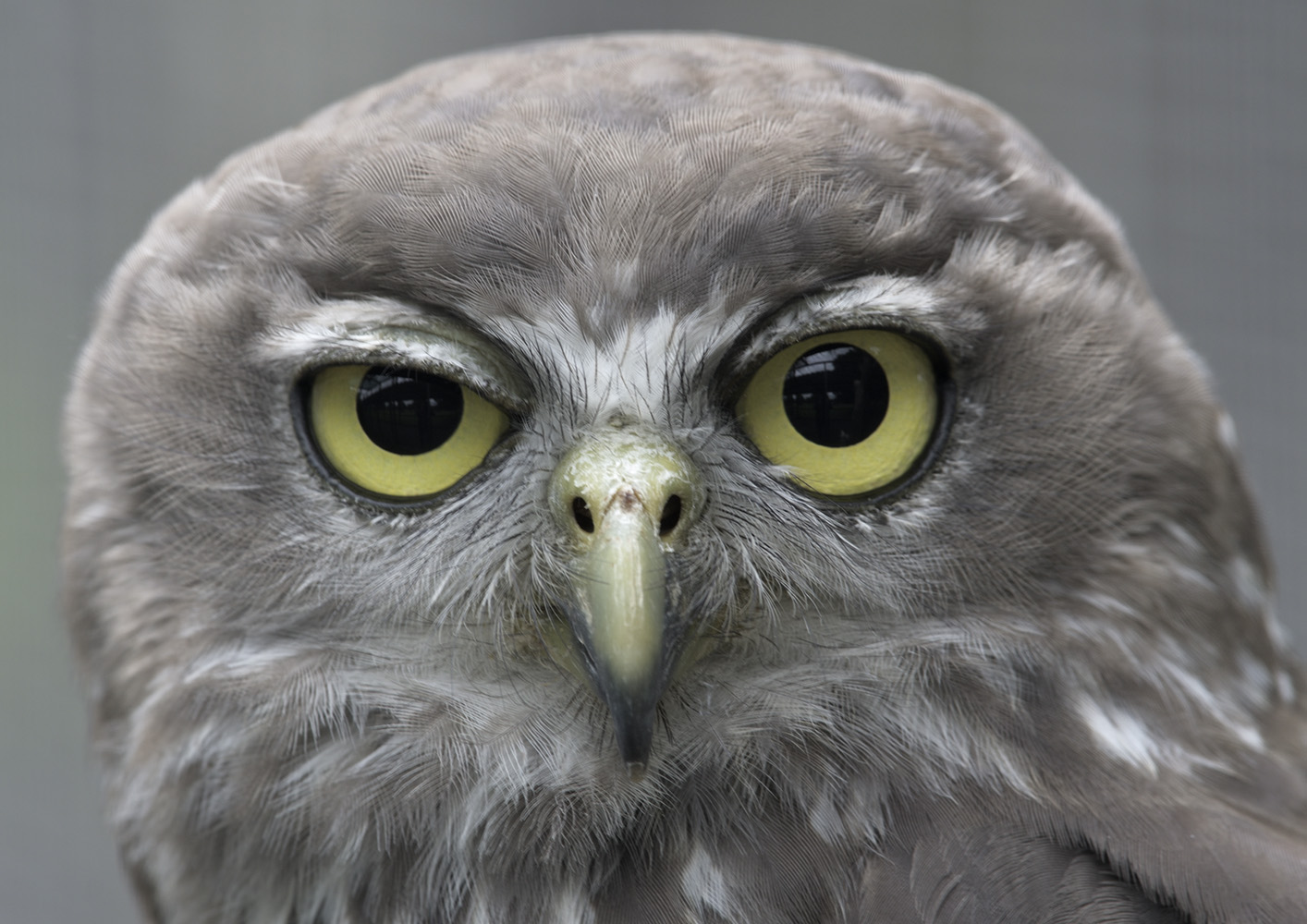 Barking owl