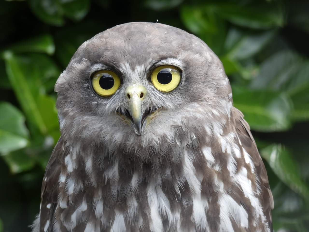 Barking Owl