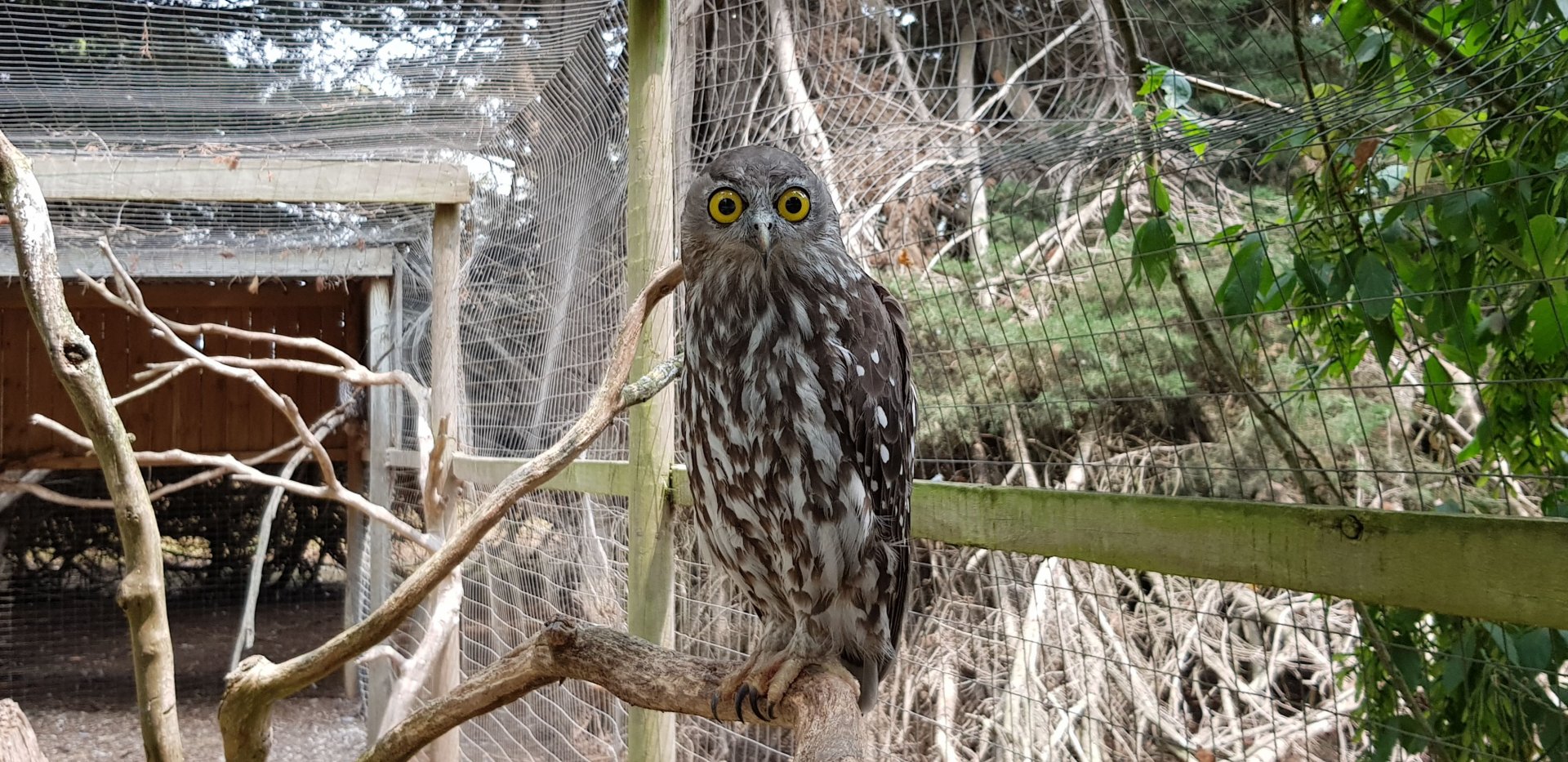 Barking Owl
