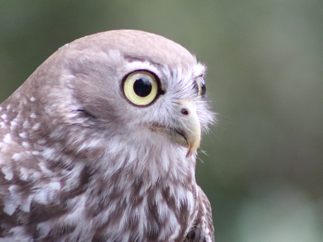 Barking Owl