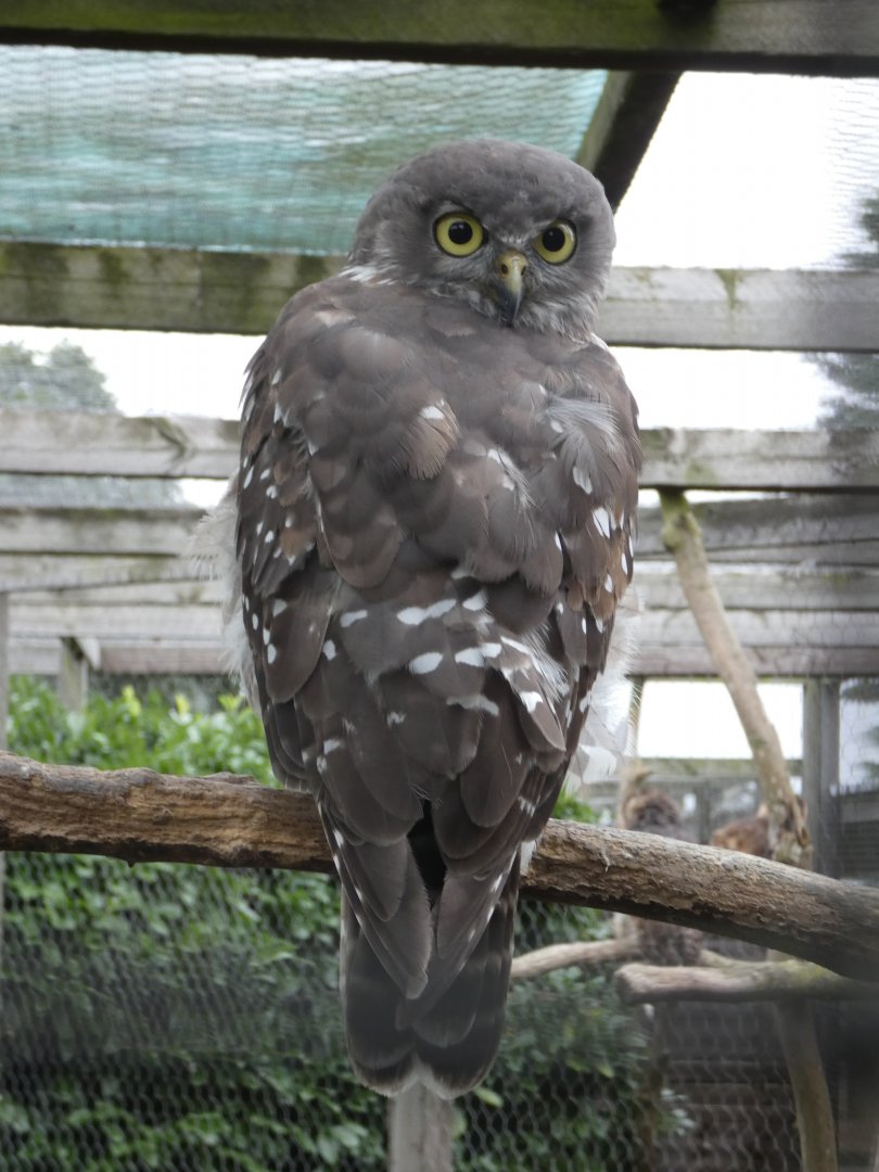 Barking owl