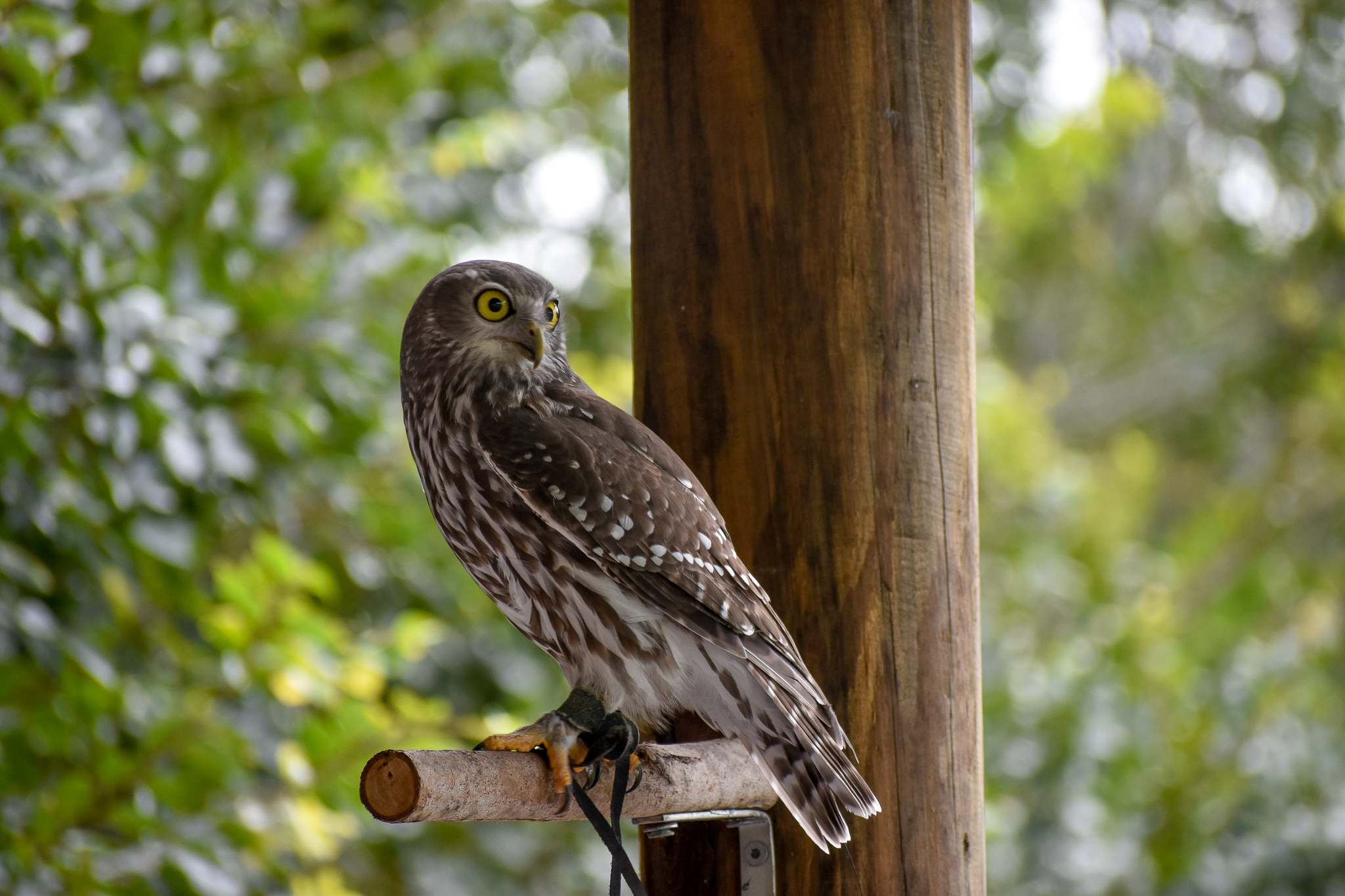 Barking Owl