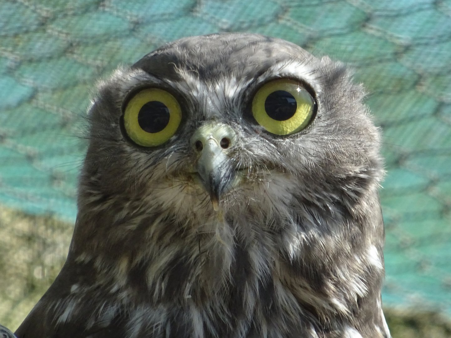 Barking Owl
