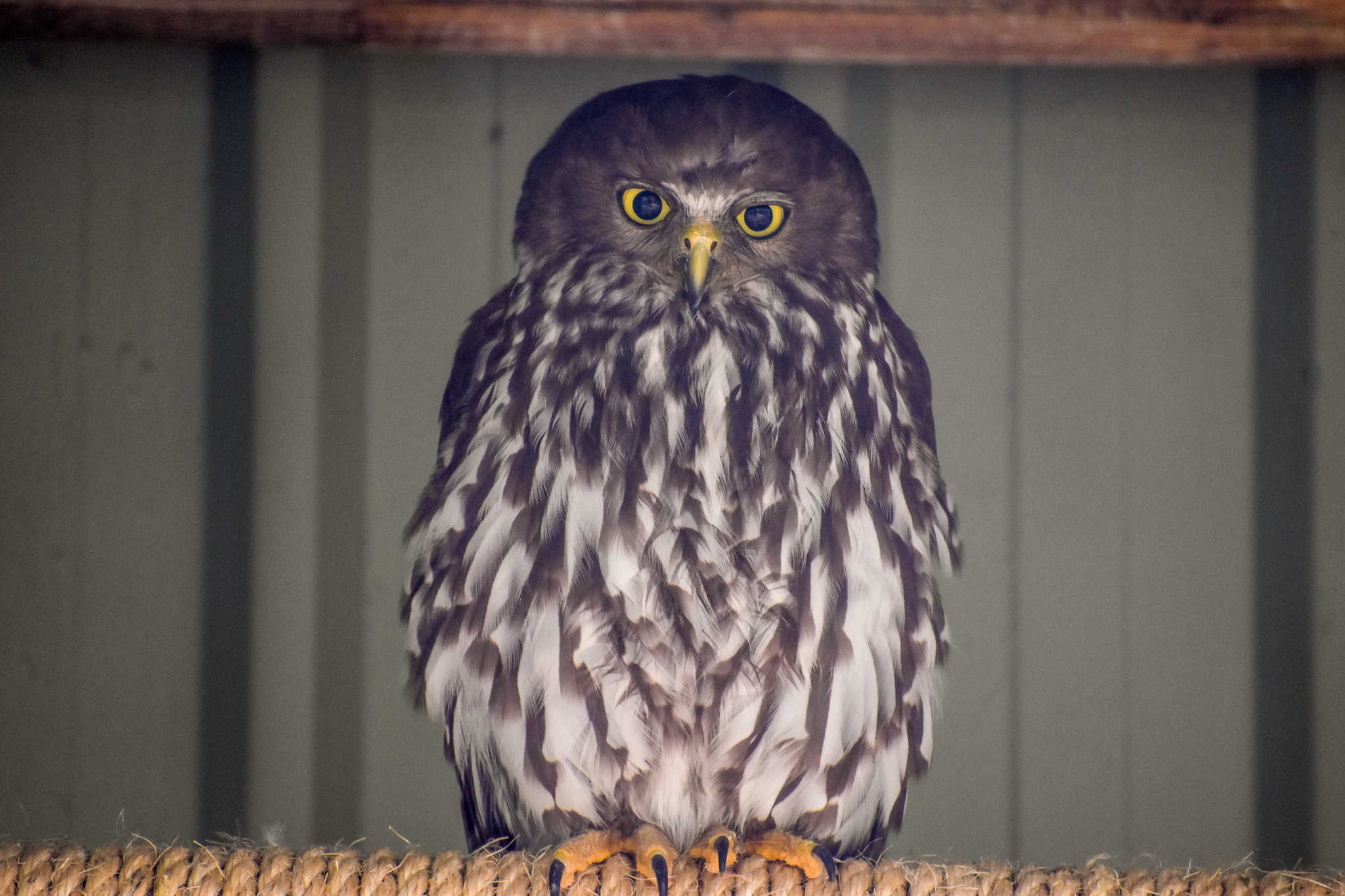 Barking Owl