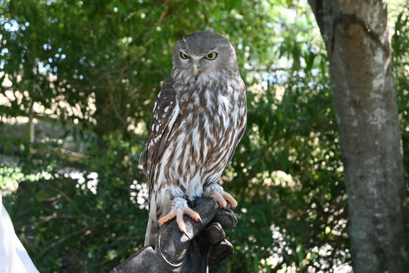 Barking Owl