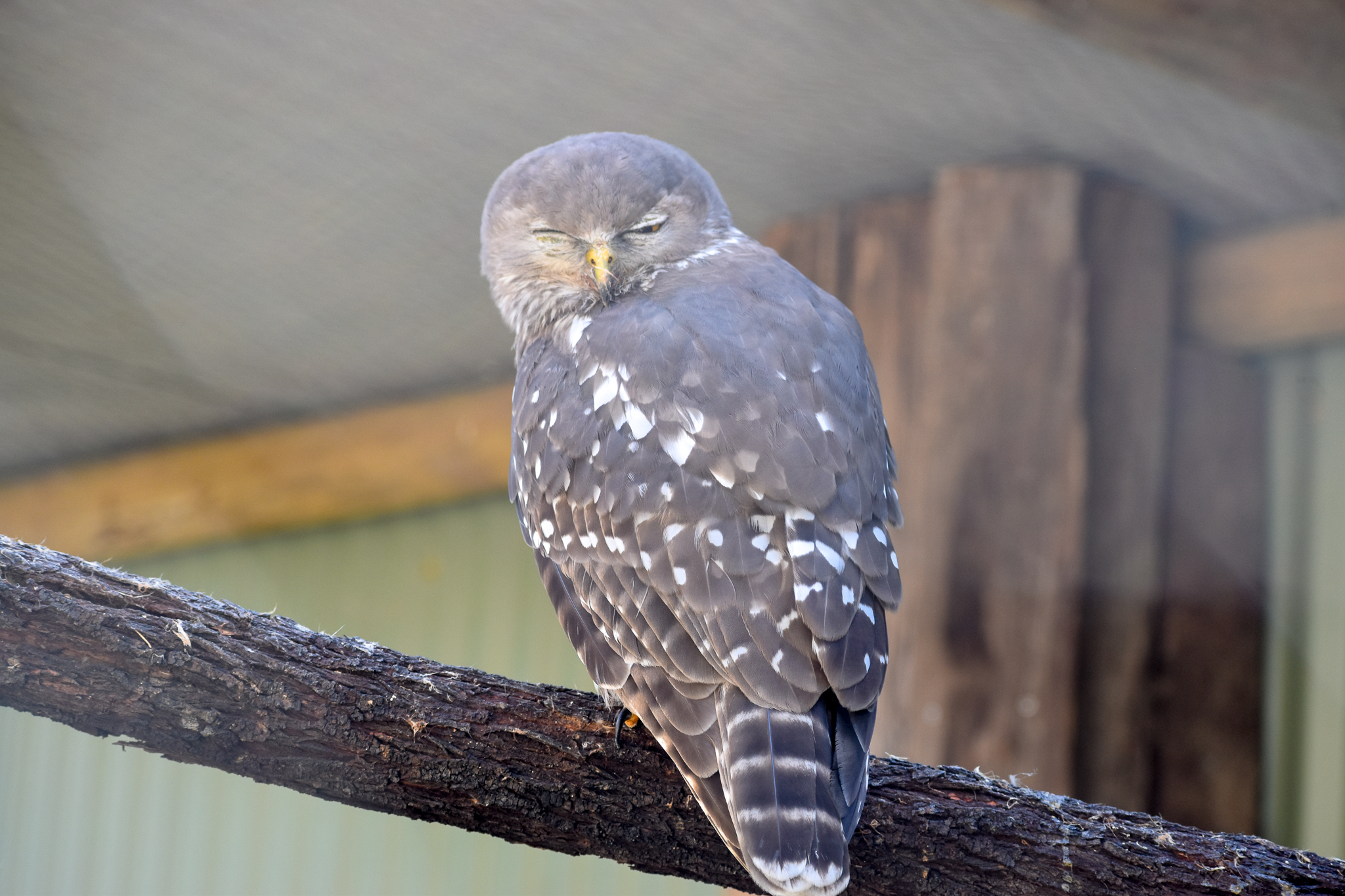 Barking Owl
