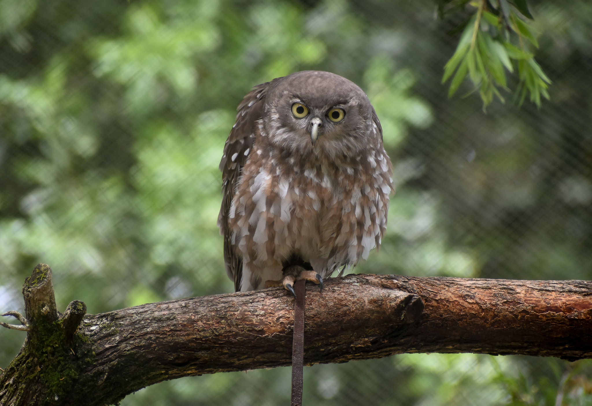 Barking Owl