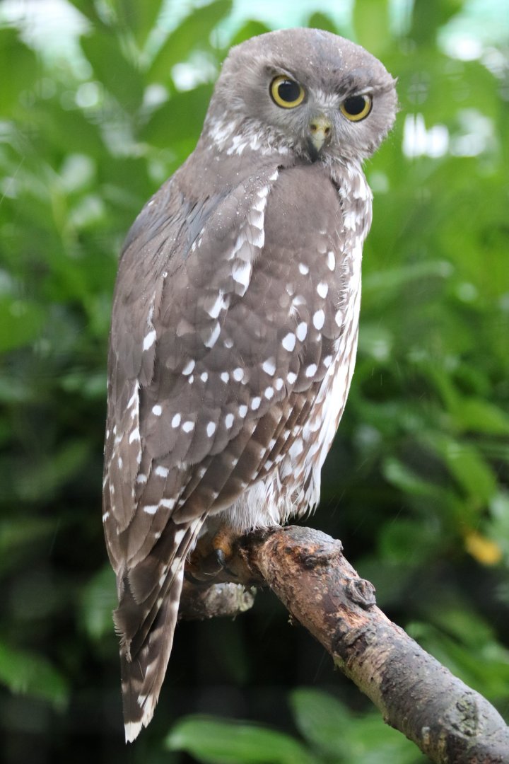 Barking Owl