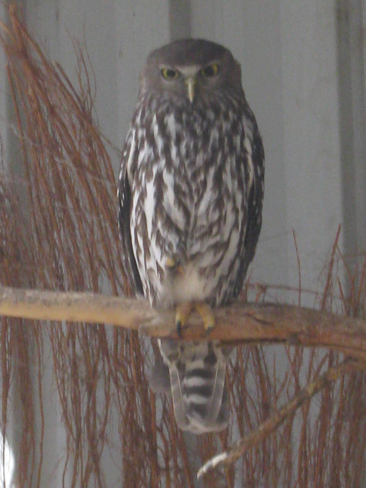 Barking Owl