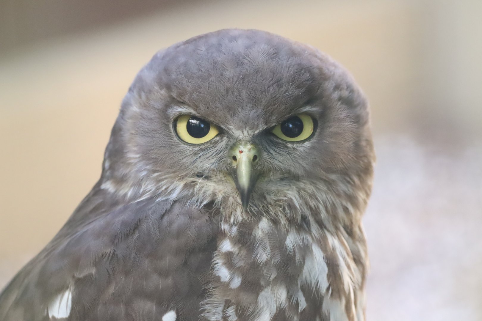 Barking Owl