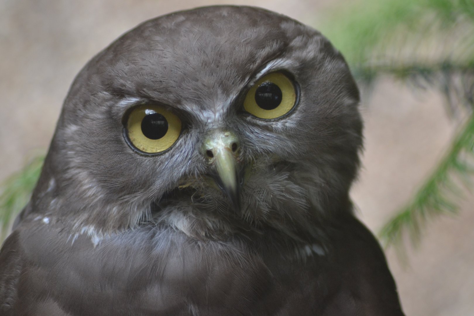 Barking owl