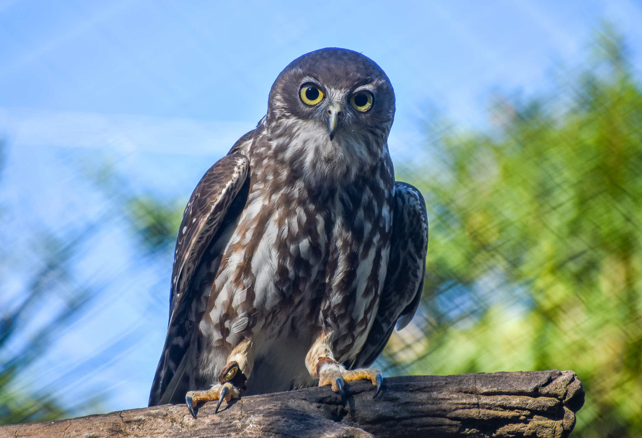 Barking Owl