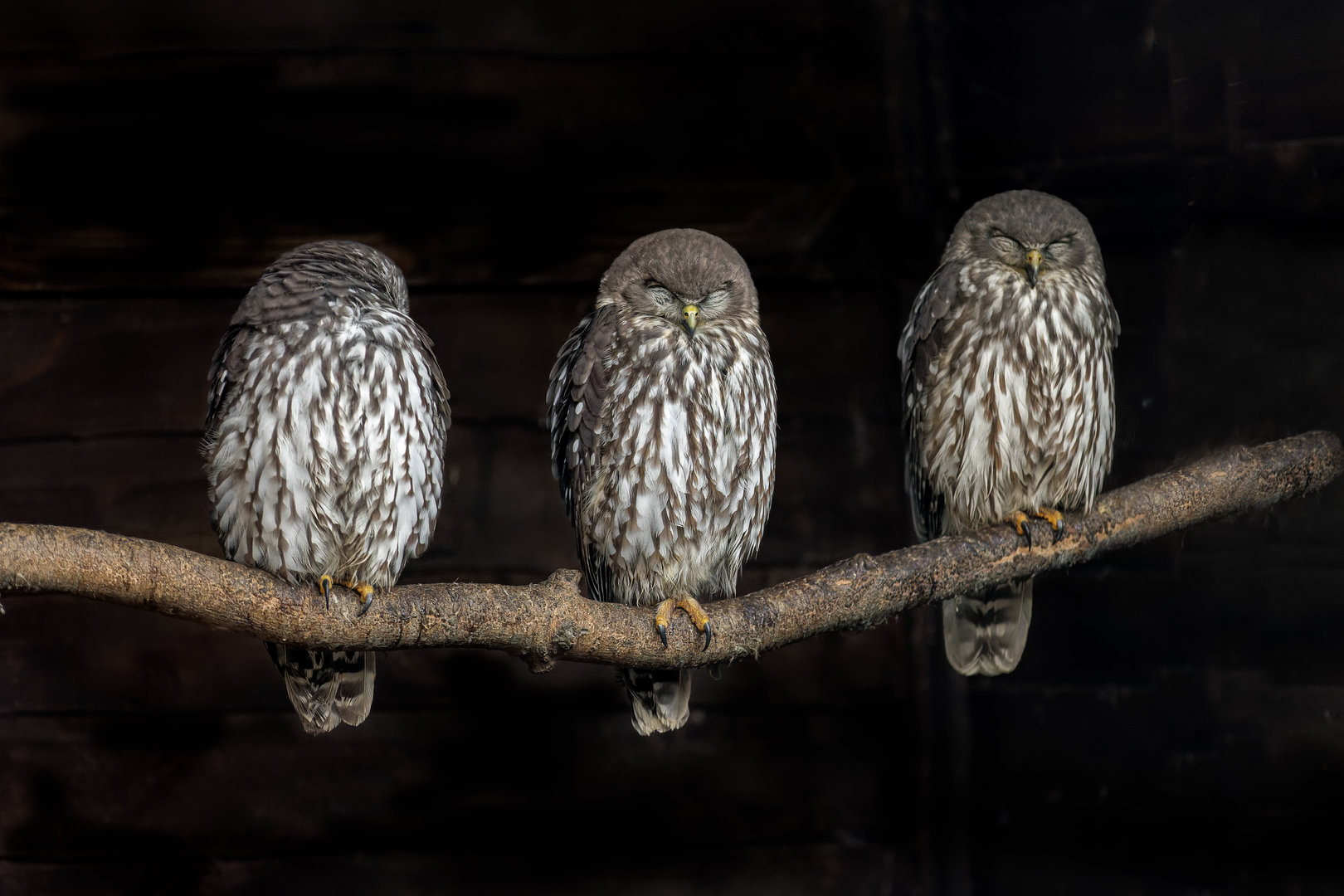 Barking Owls / Hamerton / 16-11-22