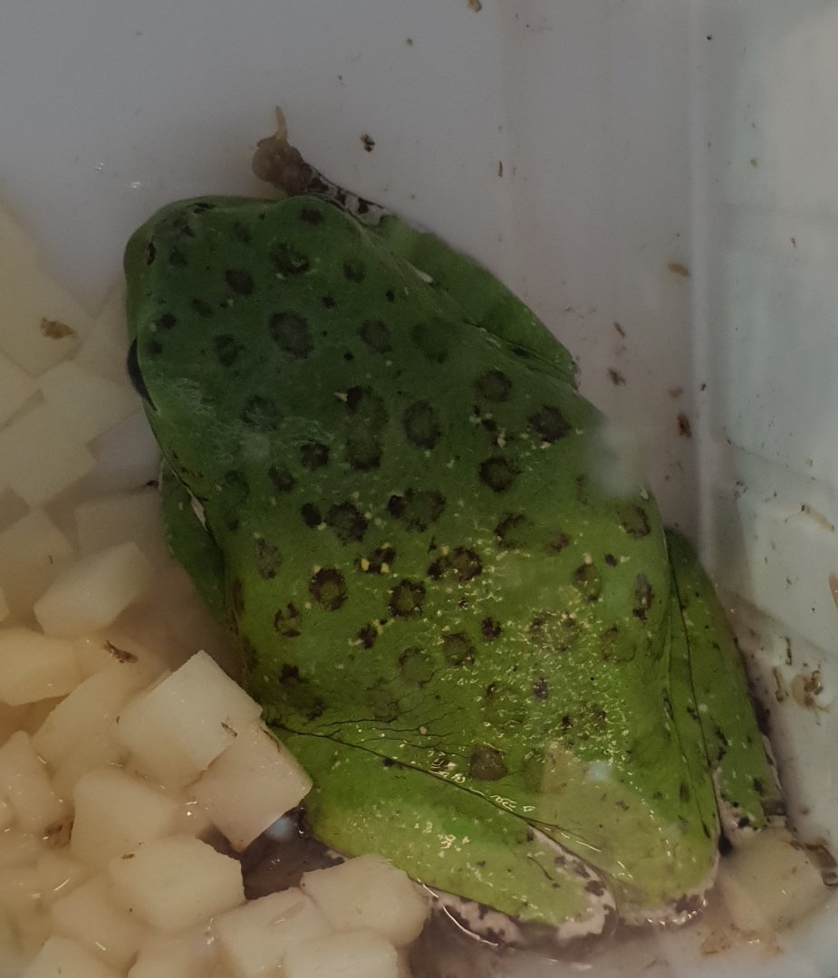 Barking tree-frog - Epedaphus gratiosus