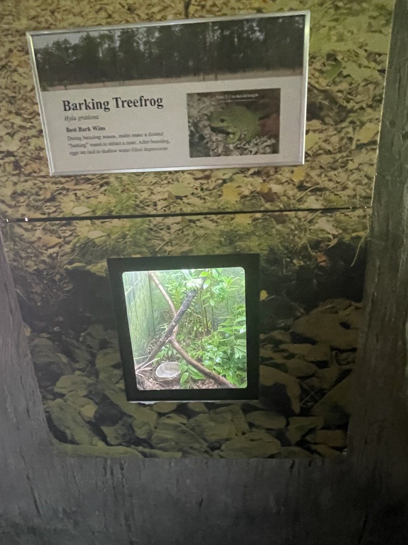 Barking Treefrog Terrarium