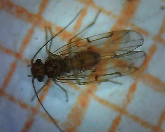 Barklice - Psocoptera ID