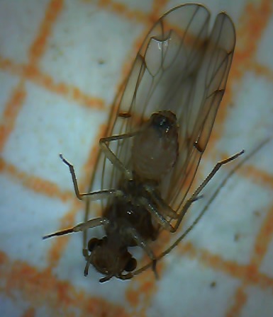 Barklice - Psocoptera ID
