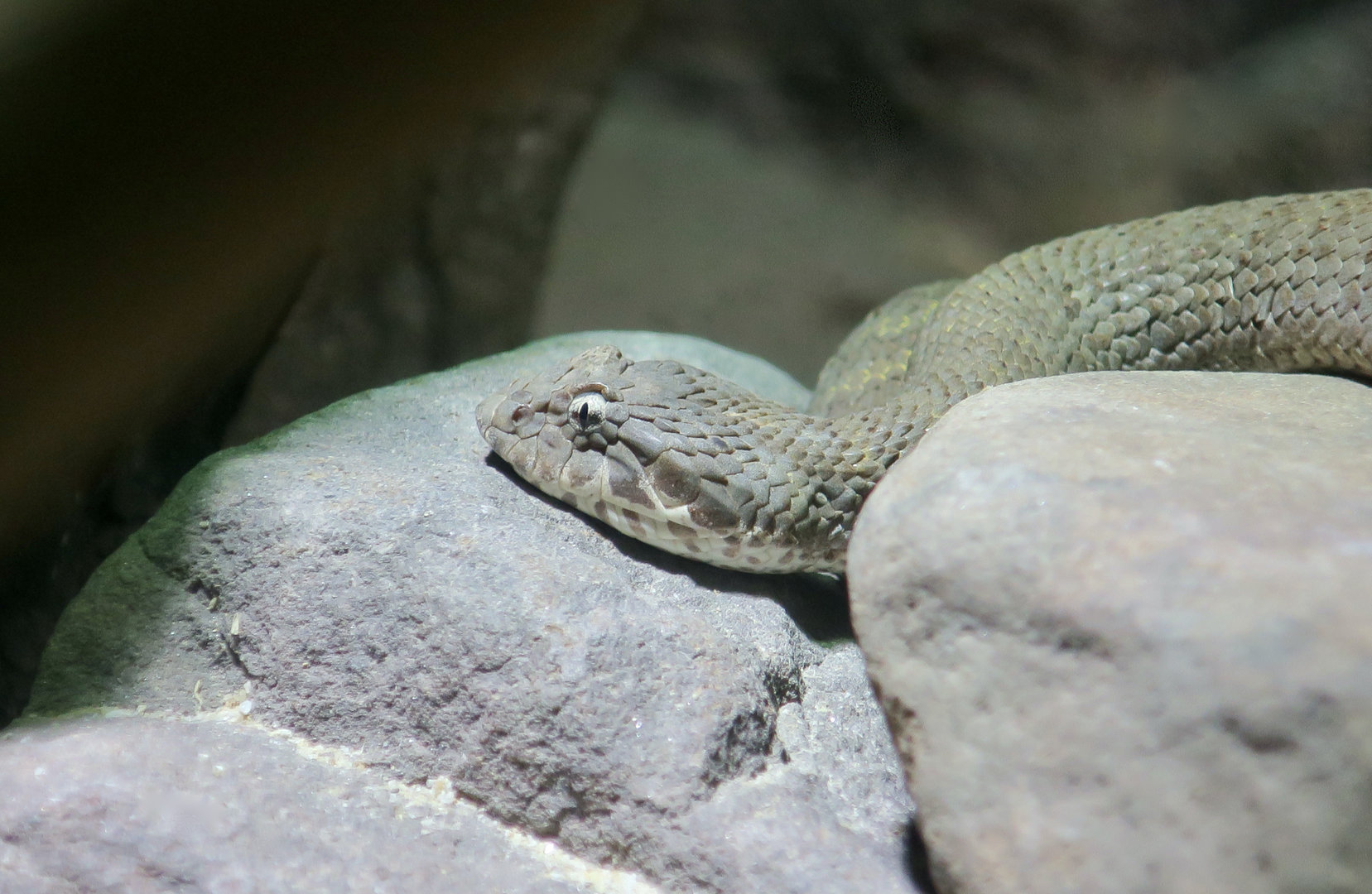 Barkly Tableland Death Adder (Acanthophis hawkei)