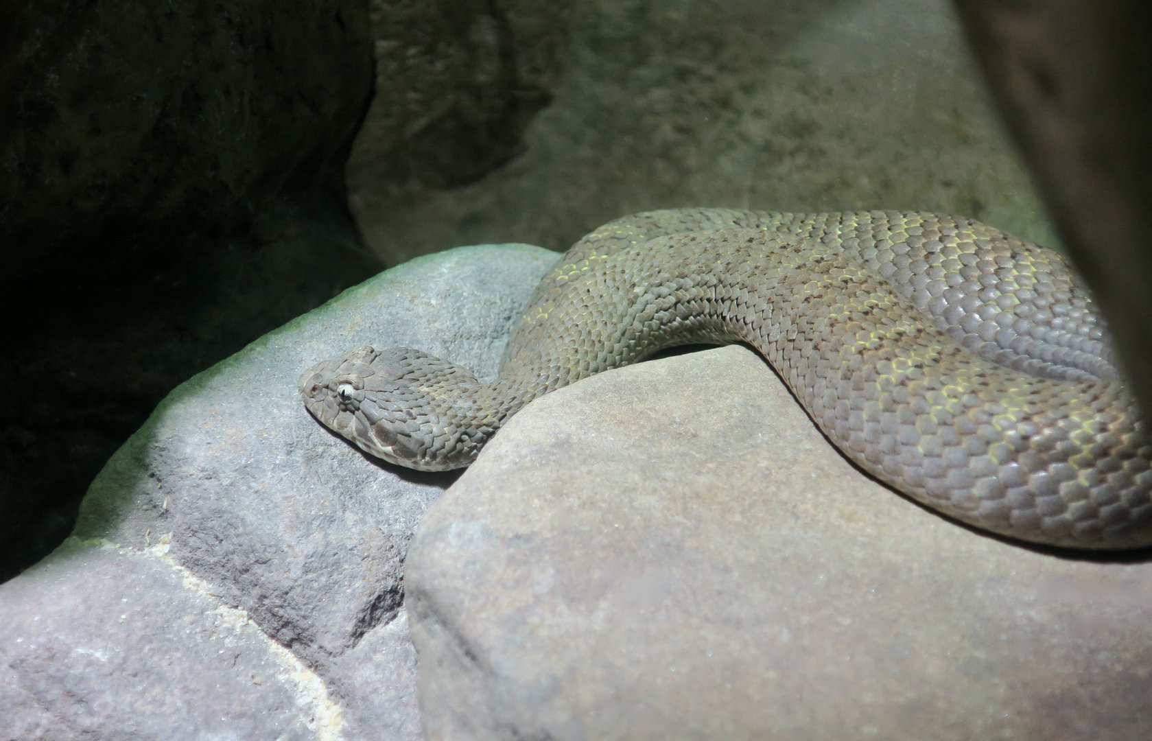Barkly Tableland Death Adder (Acanthophis hawkei)