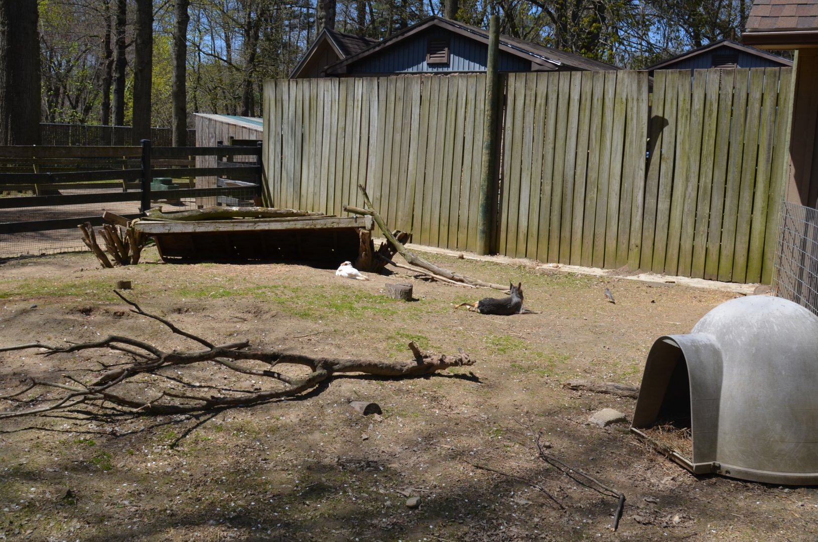 Barn Area - Maras and Rabbits