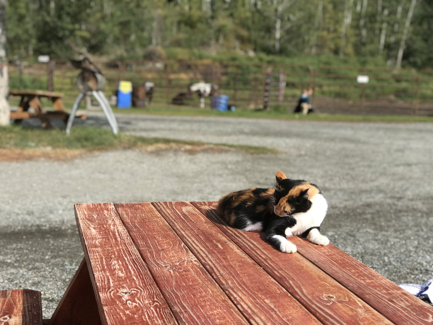 Barn Cat - August 2020