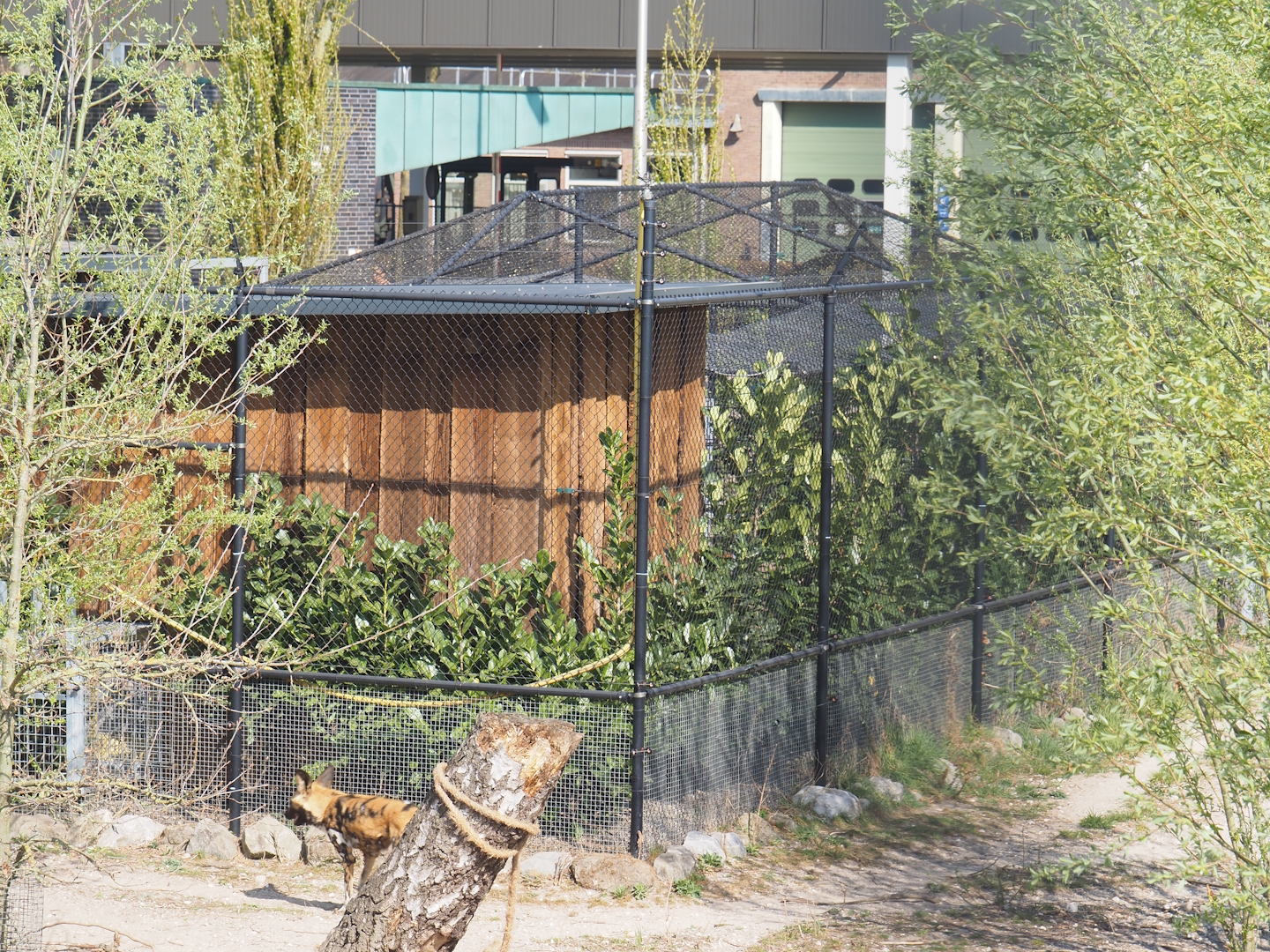 Barn connected to African wild dog exhibit and Off-show aviary, 2025-04-12