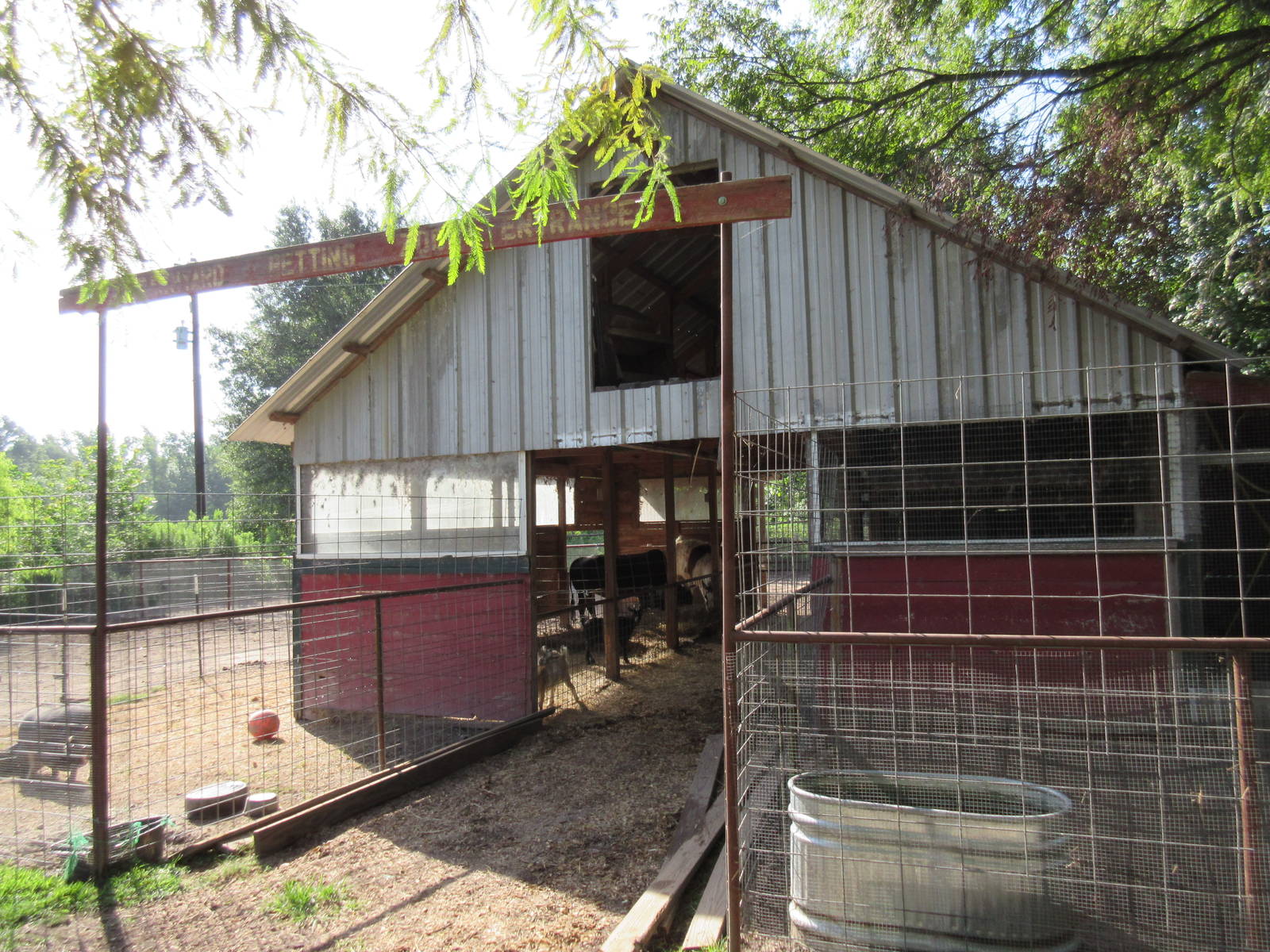 Barn (lemurs, llamas and a zebu)