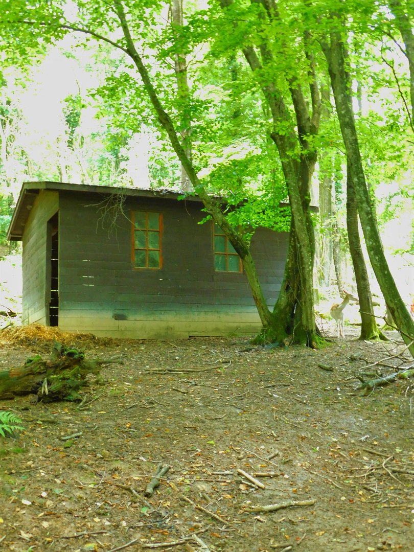 Barn Out in the Open