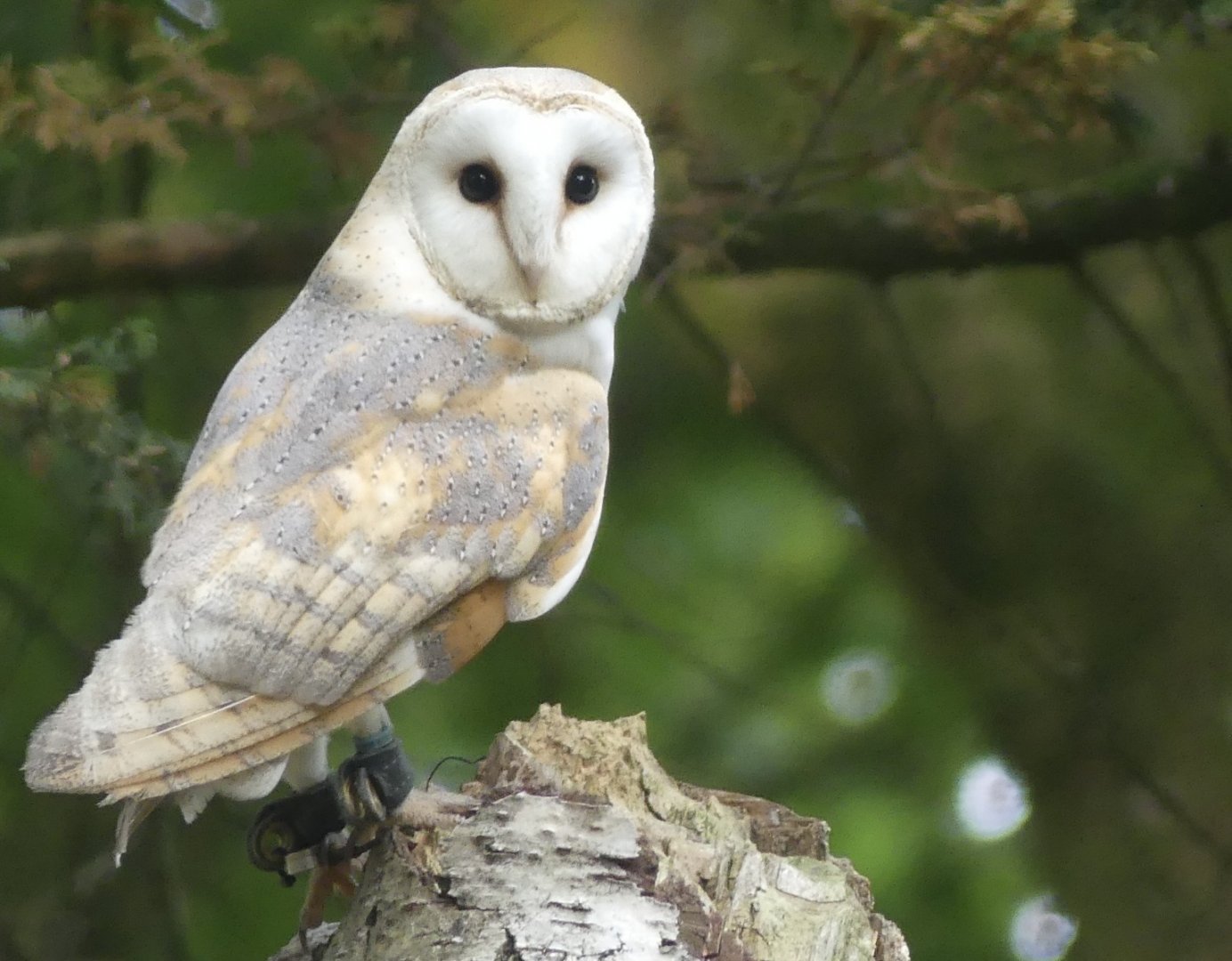 Barn Owl - 18.08.24