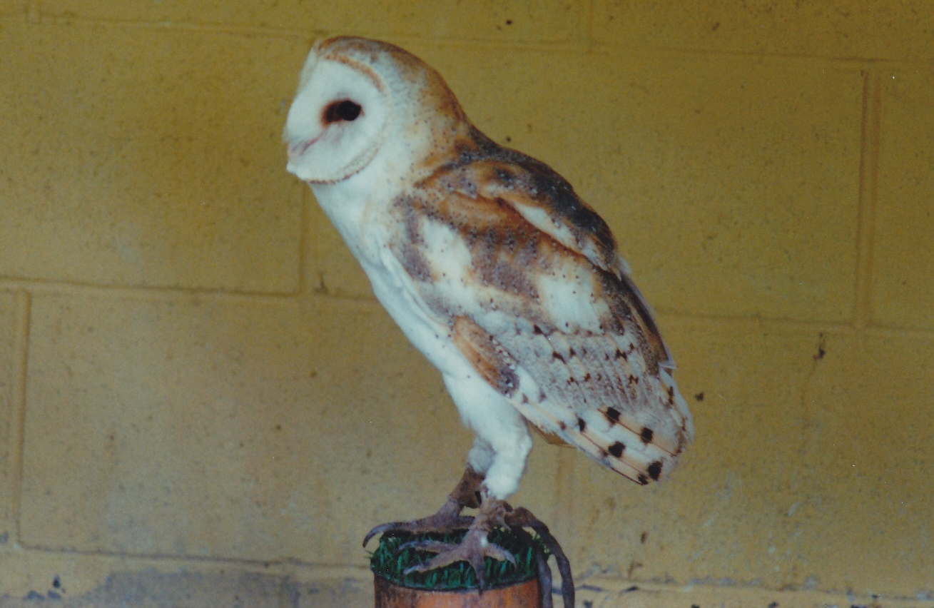Barn Owl 1988