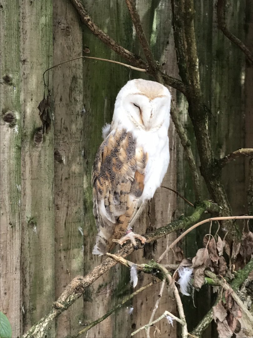 Barn owl 210718