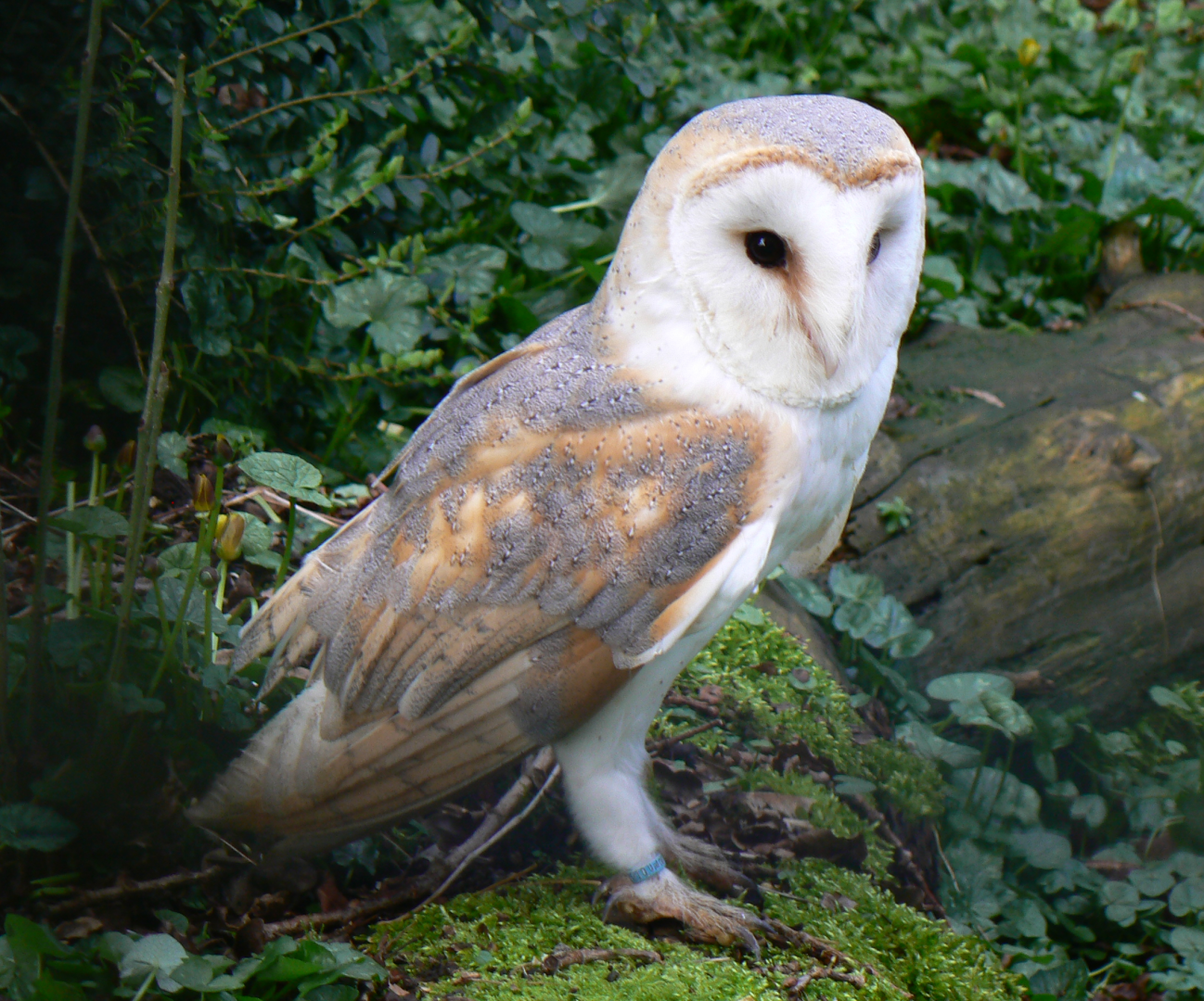 Barn Owl - 4 March 2017