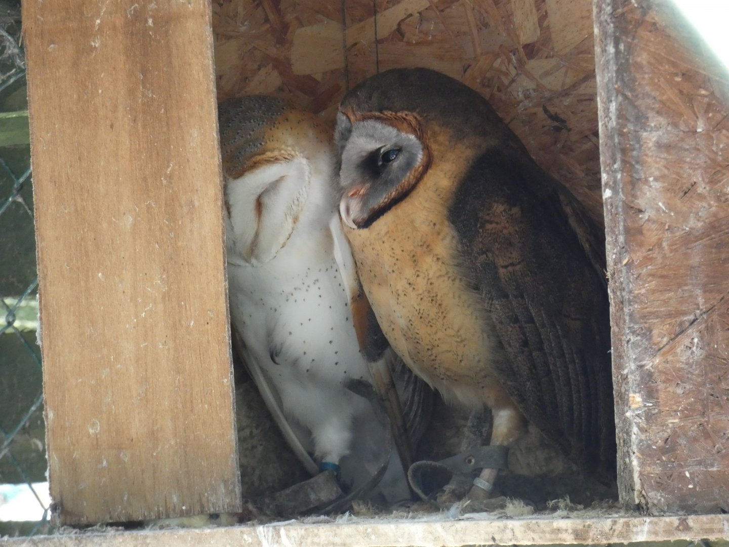 Barn owl and Ashy-faced owl
