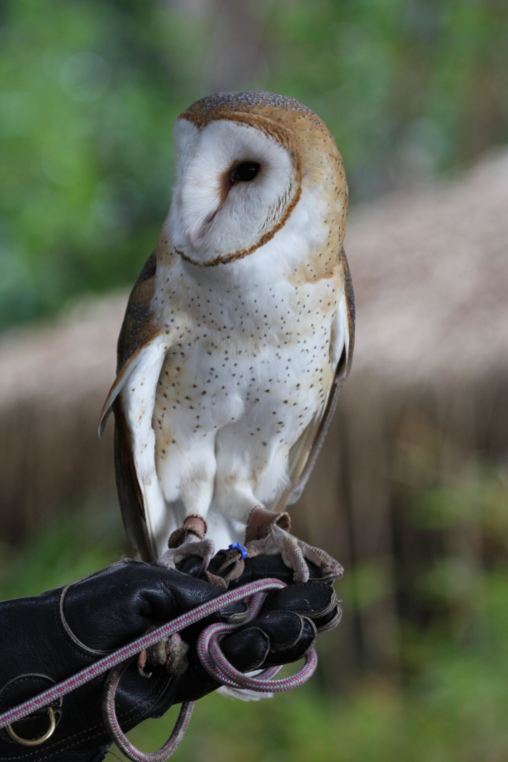 Barn Owl, and how NOT to hold a raptor!