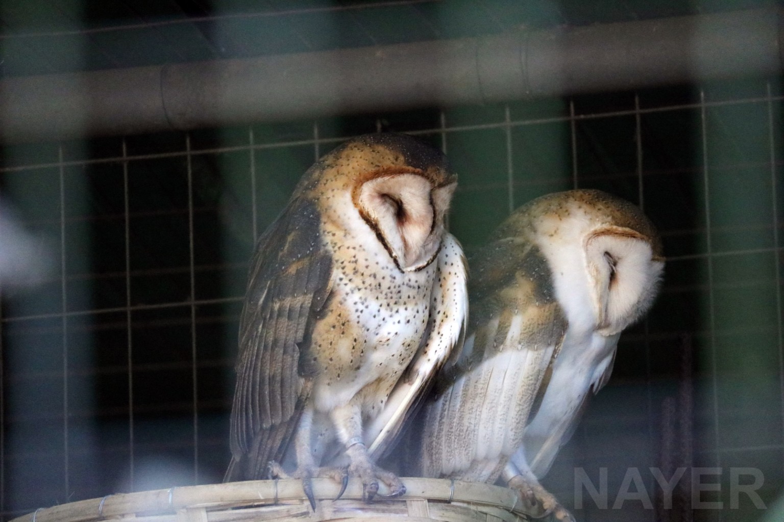 Barn owl, April 2016
