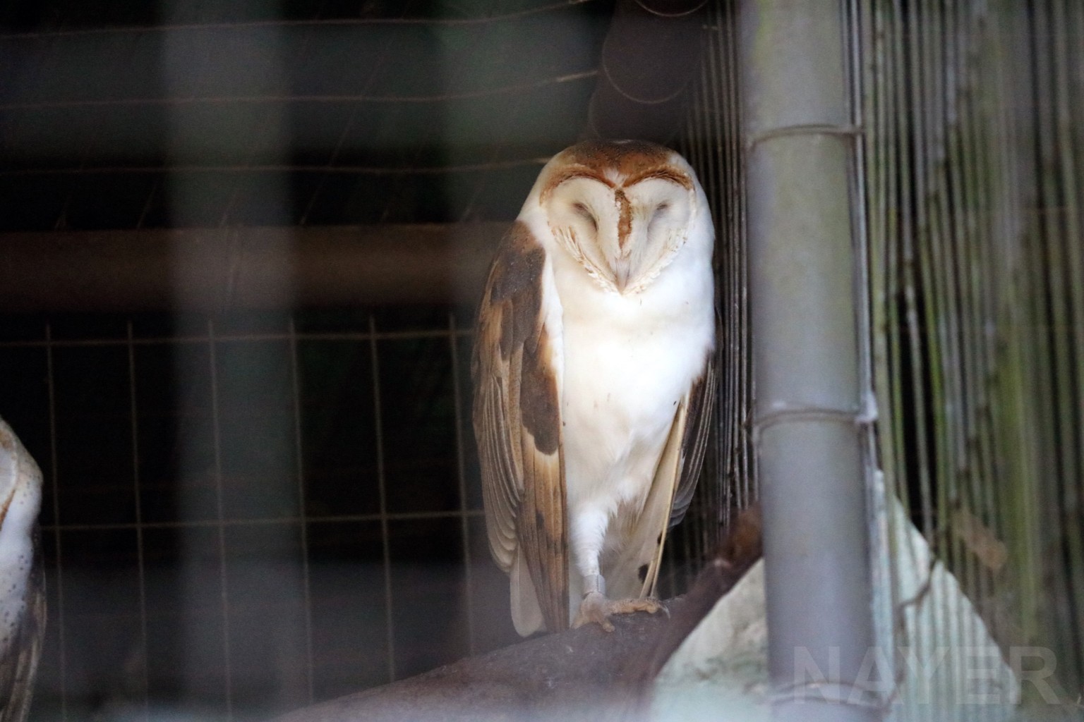 Barn owl, April 2016