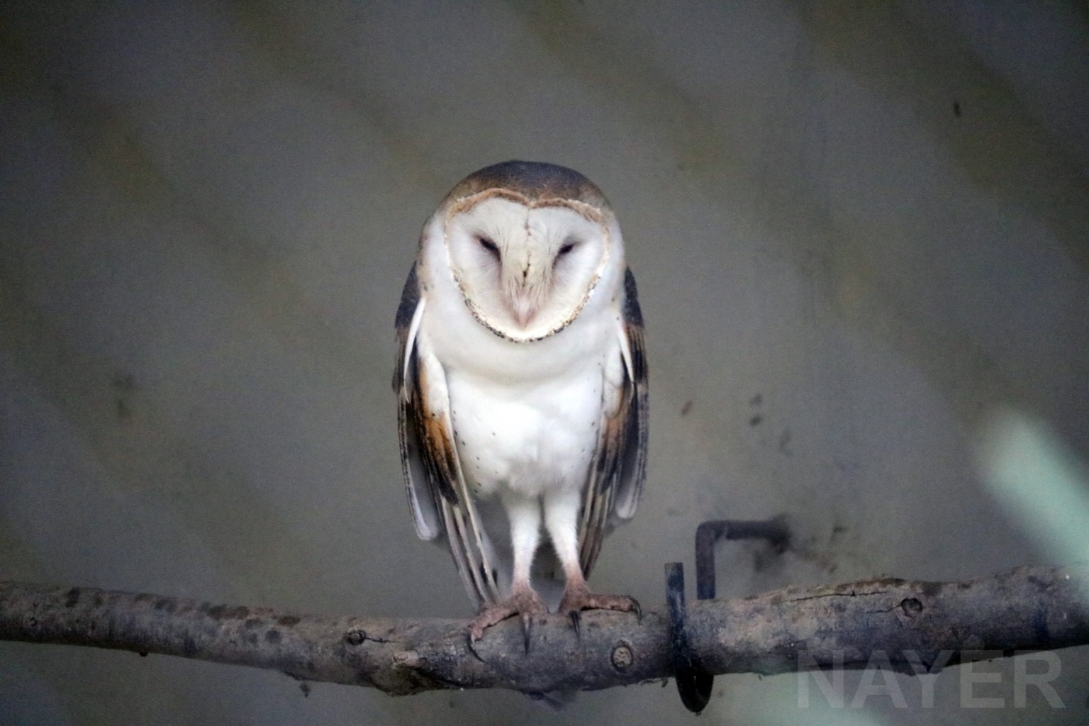 Barn owl, April 2016